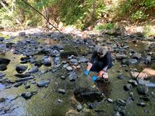 Biologist, Ally Badger, kneels in a river surrounded by rocks and water while collecting samples.