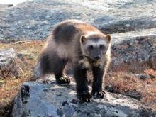 A wolverine stands on a pale grey rock in the wilderness.