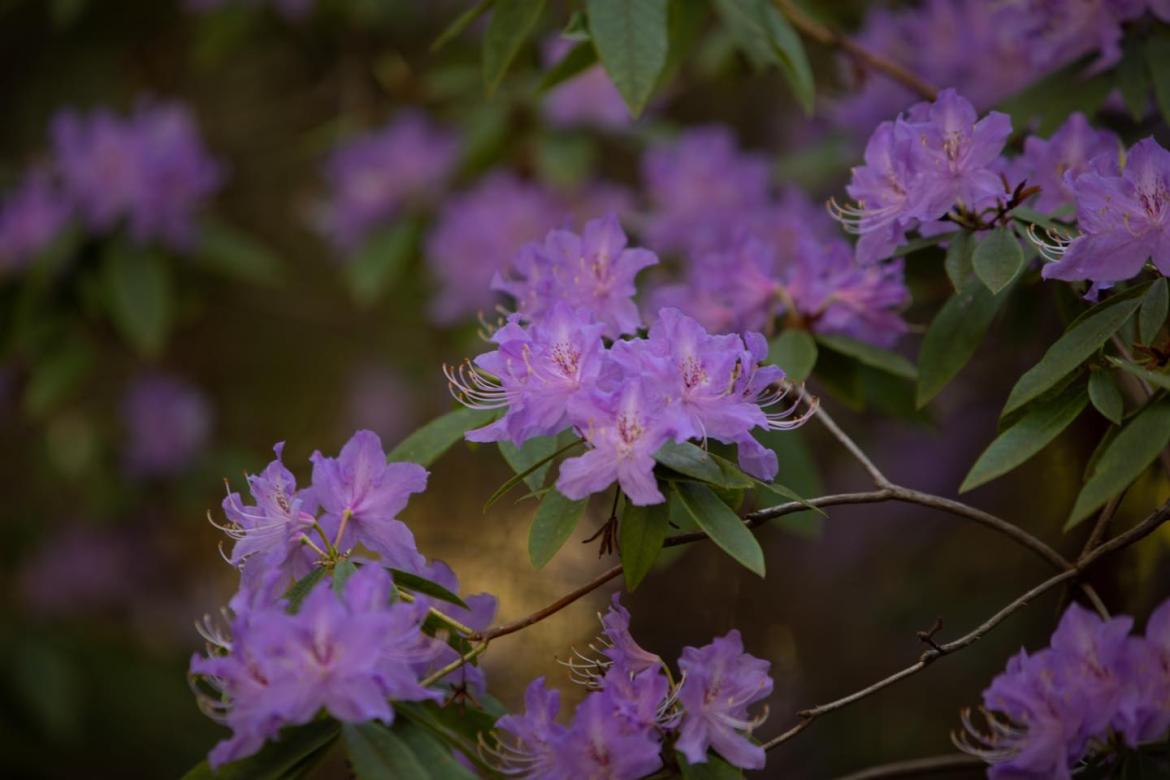 A branch of purple rhododendrons